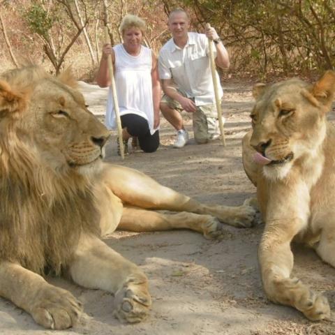 Walk with lions